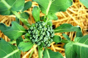 Lire la suite à propos de l’article Boutonnage du brocoli : pourquoi le brocoli forme de petites têtes mal formées