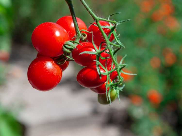 You are currently viewing Que sont les tomates groseilles : différents types de tomates groseilles