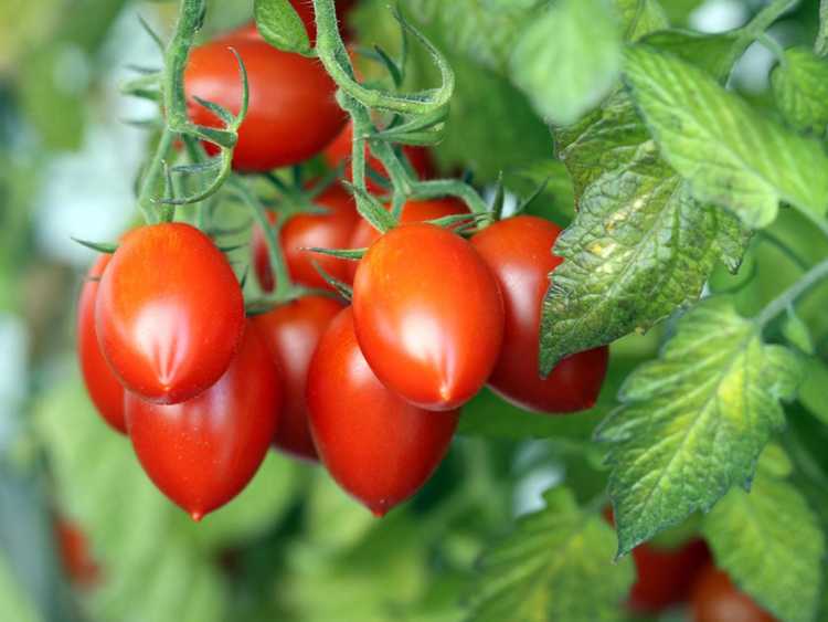 You are currently viewing Conseils pour cultiver des tomates Roma