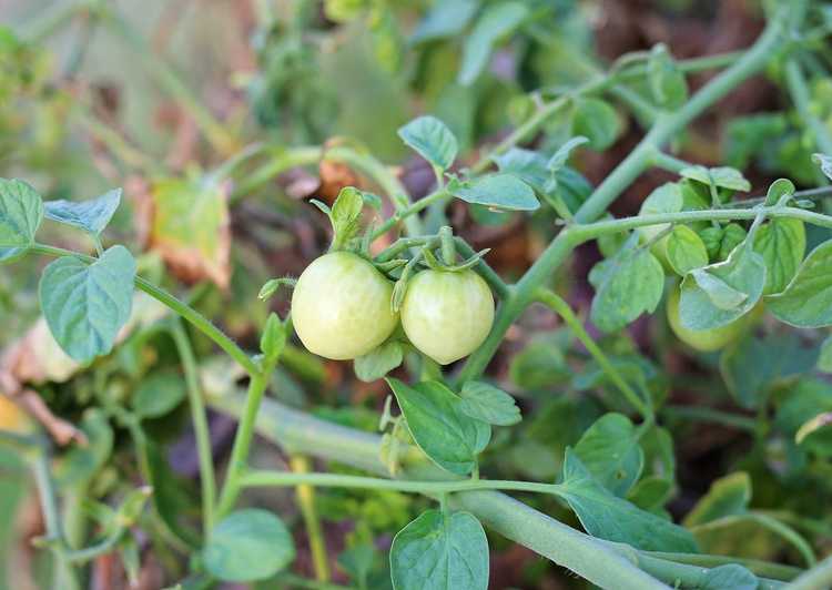 You are currently viewing Causes des petites tomates – Pourquoi les fruits des tomates restent-ils petits