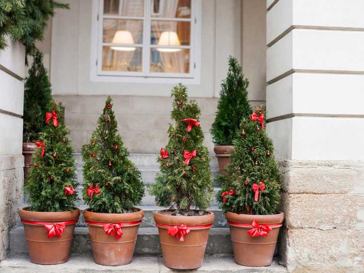 Lire la suite à propos de l’article Plantes de terrasse d'hiver – Cultiver des conteneurs d'hiver en plein air