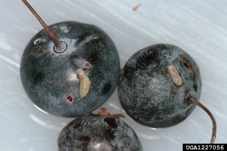 You are currently viewing Que sont les asticots des bleuets : découvrez les asticots dans les bleuets