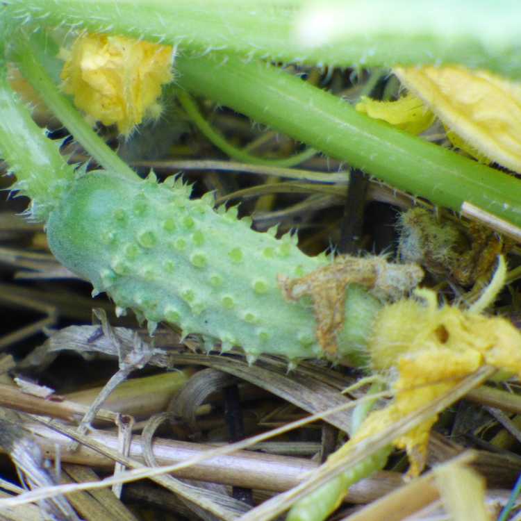 You are currently viewing Concombres épineux : pourquoi mes concombres sont-ils épineux