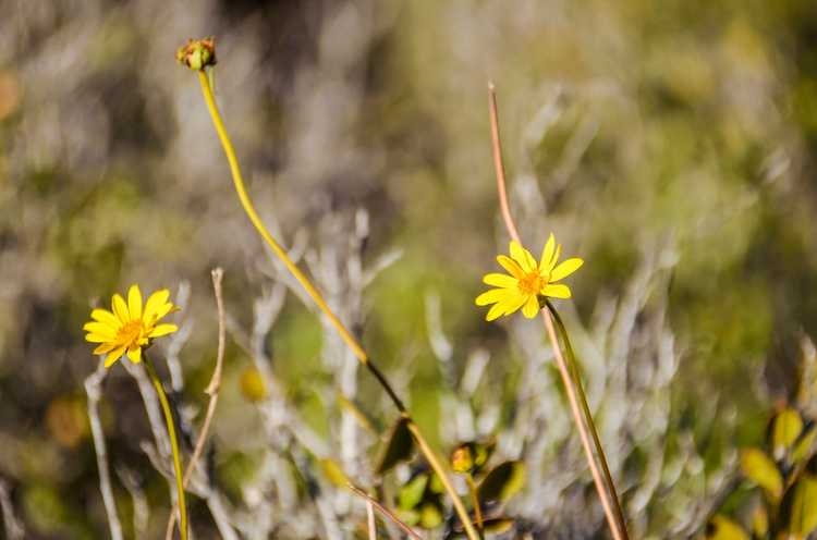 You are currently viewing Informations sur le tournesol du désert : En savoir plus sur les soins du tournesol poilu du désert