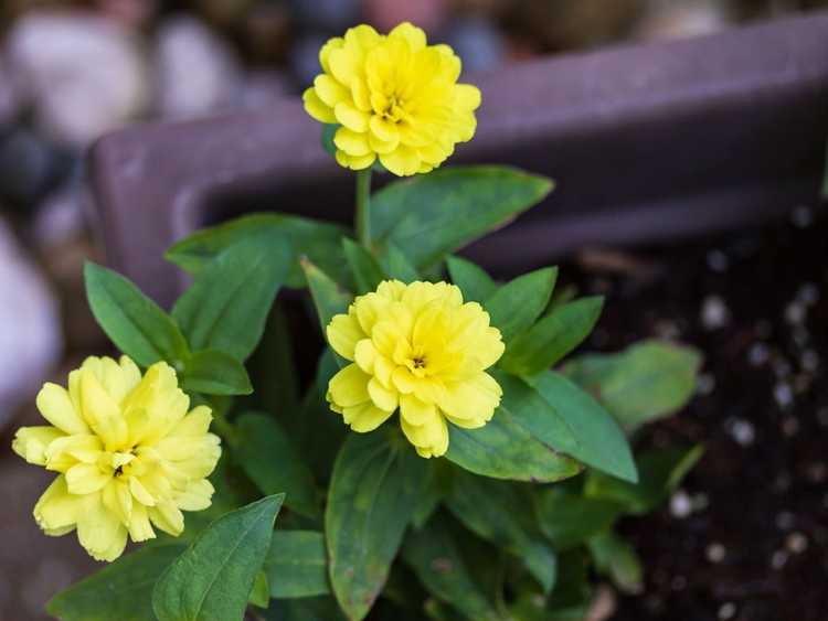 You are currently viewing Cultiver des zinnias en intérieur : prendre soin des zinnias comme plantes d'intérieur