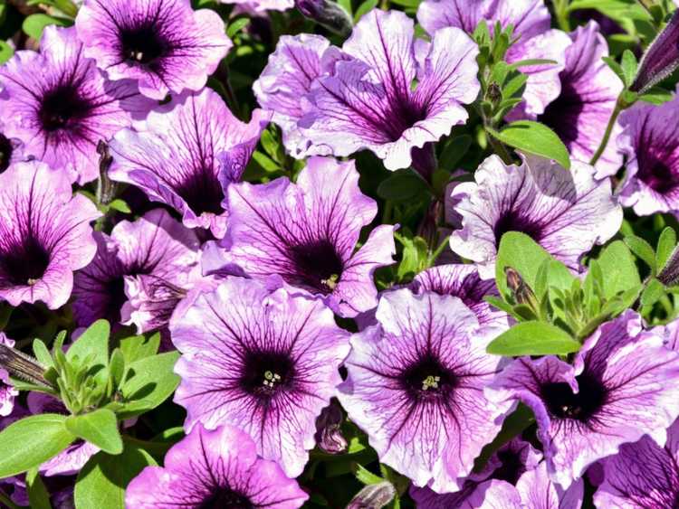 Lire la suite à propos de l’article Pétunia qui ne fleurit pas : comment réparer une plante de pétunia sans fleurs