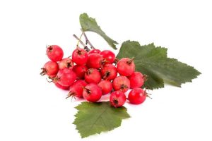 Lire la suite à propos de l’article Arbres fruitiers Mayhaw : apprenez à faire pousser un arbre Mayhaw