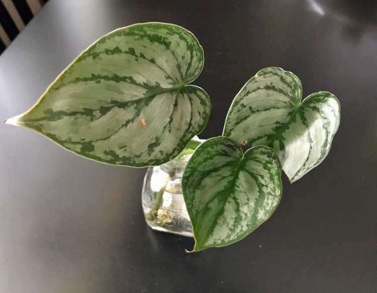 You are currently viewing Philodendron Brandtianum Care – Cultiver des philodendrons à feuilles d'argent