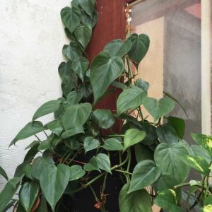 Lire la suite à propos de l’article Pouvez-vous réduire les philodendrons : conseils pour tailler une plante de philodendron