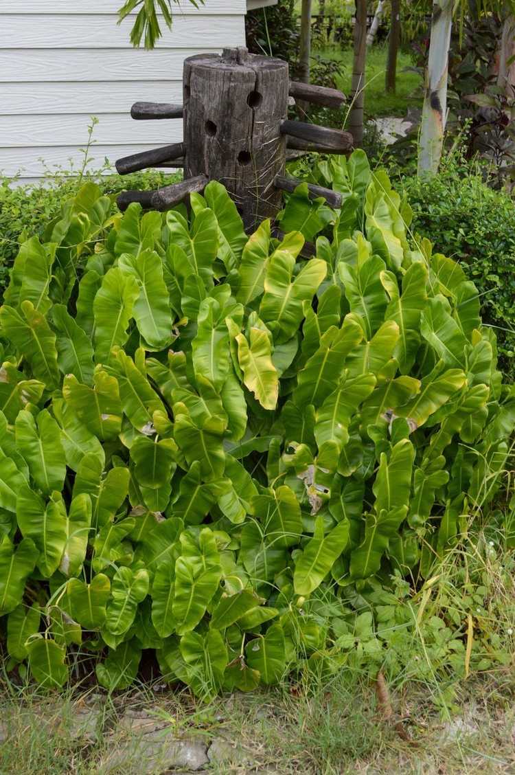 You are currently viewing Entretien des philodendrons en extérieur – Comment prendre soin des philodendrons dans le jardin