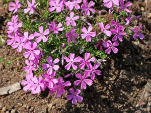 Lire la suite à propos de l’article Conseils pour cultiver du phlox des prairies dans le jardin