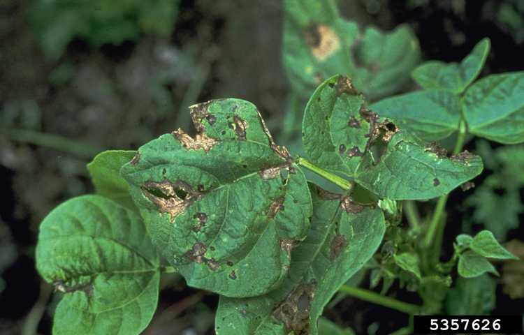 You are currently viewing Maladie de Phoma Blight : Comment arrêter la brûlure de Phoma chez les plantes