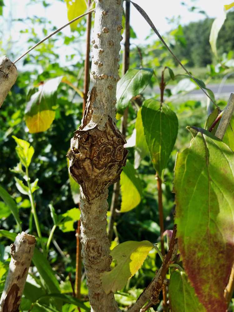 You are currently viewing Traitement de la galle de Forsythia : comment réparer la galle de Phomopsis sur le buisson de Forsythia