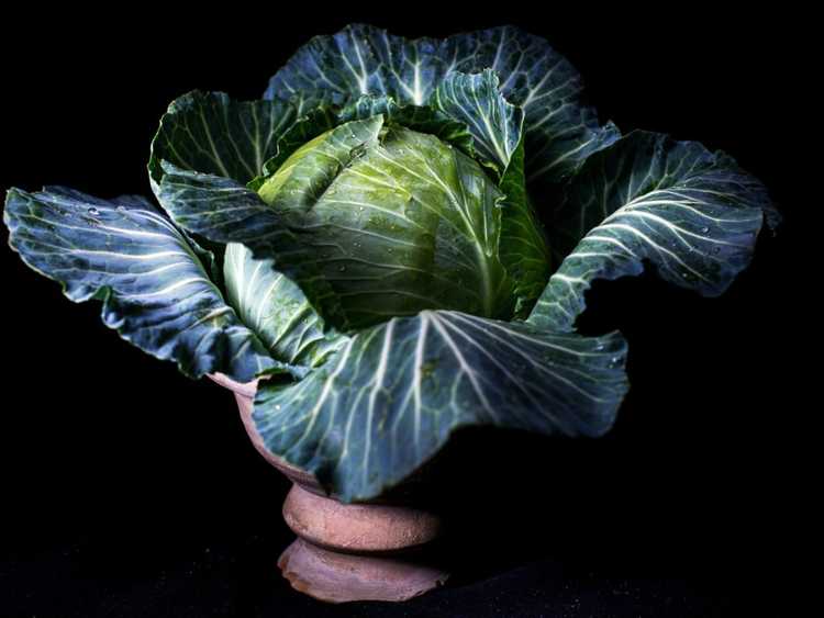 Lire la suite à propos de l’article Idées de photographie de légumes – Prendre des photos de légumes