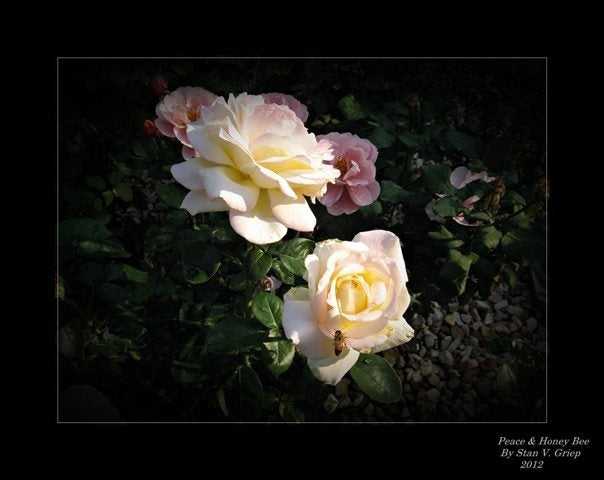 You are currently viewing Conseils pour photographier des roses et des fleurs