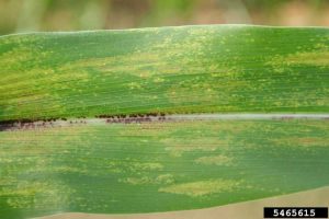 Lire la suite à propos de l’article Physoderma Brown Spot Of Corn – Traiter le maïs atteint de la maladie des taches brunes