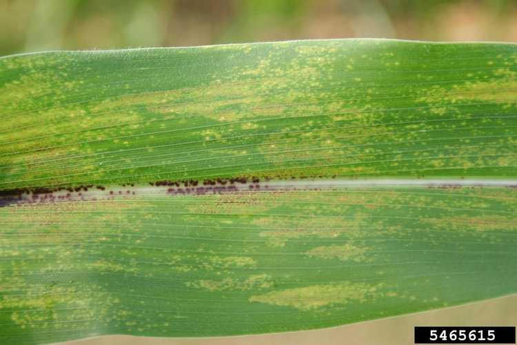 You are currently viewing Physoderma Brown Spot Of Corn – Traiter le maïs atteint de la maladie des taches brunes