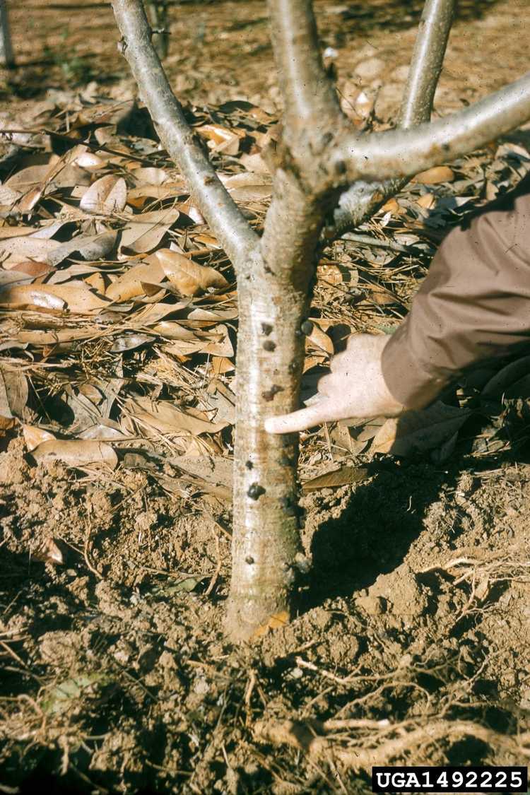 You are currently viewing Pourriture des racines phytophthora du pêcher – Comment traiter une pêche avec la pourriture phytophthora