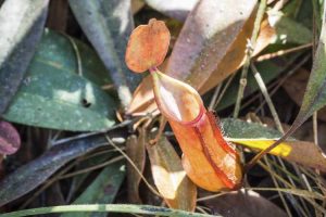 Lire la suite à propos de l’article Feuilles de pichet noir – Pourquoi les feuilles de Nepenthes deviennent noires