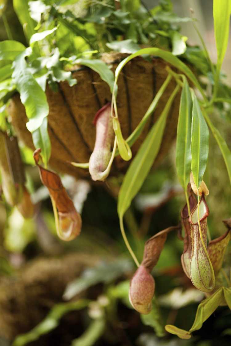 You are currently viewing Entretien des plantes à pichet suspendues: types de plantes à pichet pour paniers suspendus