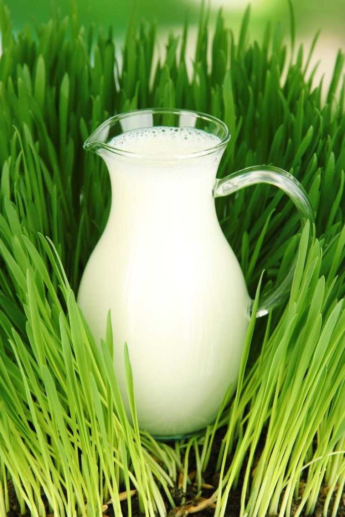 Le Lait Comme Engrais Nourrir Les Plantes Avec Du Lait