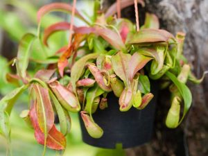 Lire la suite à propos de l’article Plantes à pichet Nepenthes : traiter une plante à pichet à feuilles rouges