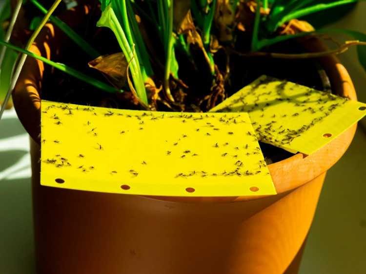 Lire la suite à propos de l’article Piège à moucherons fongiques bricolage pour éloigner les parasites des plantes d'intérieur