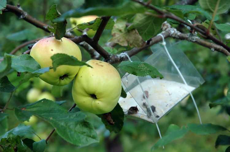 You are currently viewing Éloigner les parasites des pommiers : insectes nuisibles courants affectant les pommes