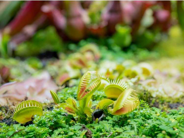 You are currently viewing Pouvez-vous déterrer des plantes menacées pour les faire pousser dans votre jardin ?