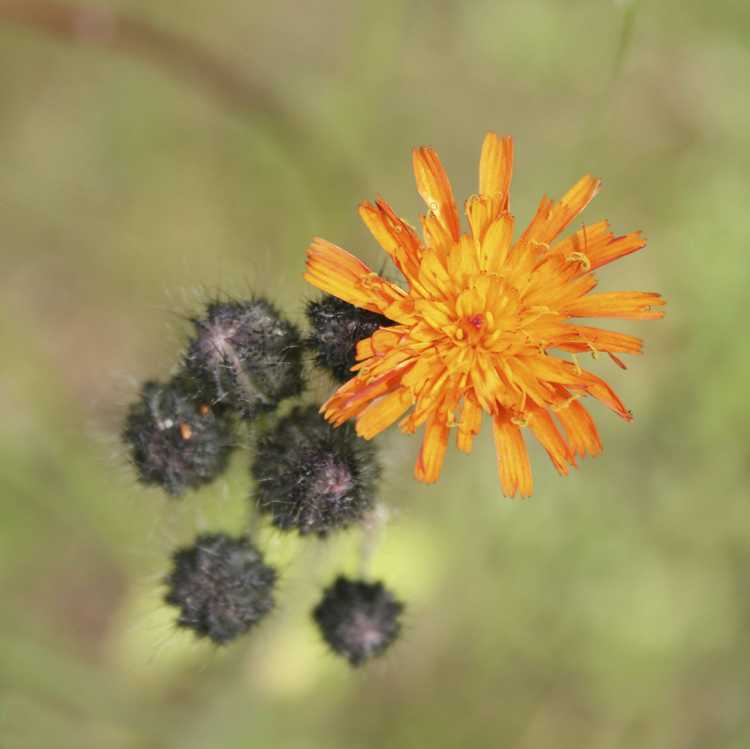 Lire la suite à propos de l’article Qu'est-ce que Pilosella Fox And Cubs : Faits sur les fleurs sauvages de Fox And Cubs