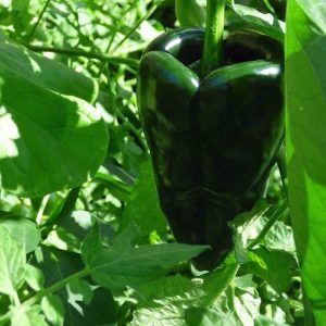 Lire la suite à propos de l’article Que sont les poivrons Poblano – Comment faire pousser une plante de poivre Poblano