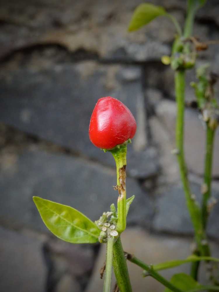 You are currently viewing Planter des graines de poivron Pequin – Comment faire pousser des poivrons Pequin