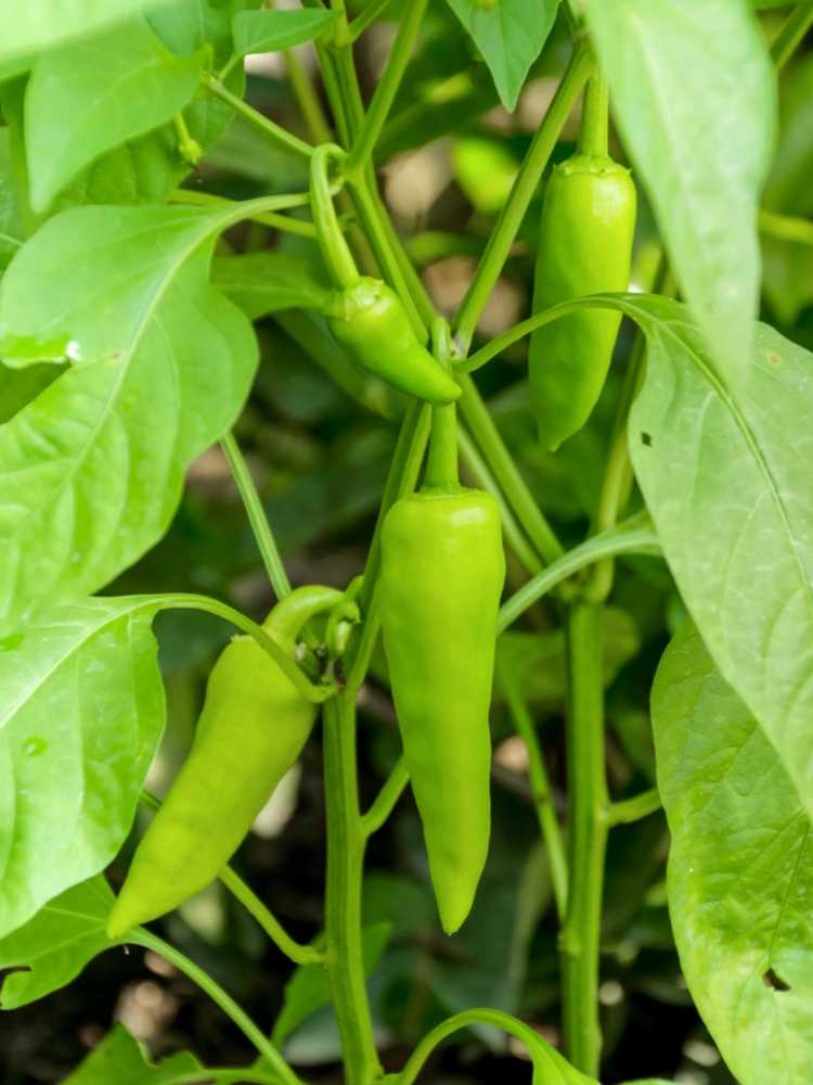 You are currently viewing Prendre soin des plants de piment banane : conseils pour faire pousser un piment banane