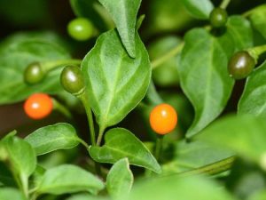 Lire la suite à propos de l’article Utilisations des piments Chiltepin : Comment faire pousser des piments Chiltepin