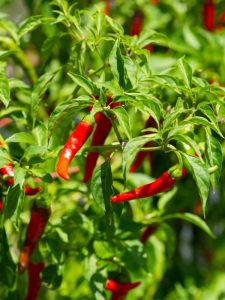 Lire la suite à propos de l’article Poivre de Cayenne dans le jardin – Conseils pour cultiver des poivrons de Cayenne