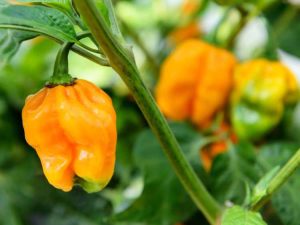 Lire la suite à propos de l’article Plante Habanero – Comment faire pousser du poivre Habanero