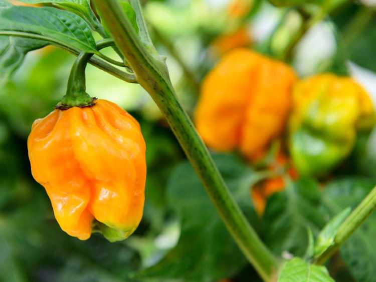 You are currently viewing Plante Habanero – Comment faire pousser du poivre Habanero