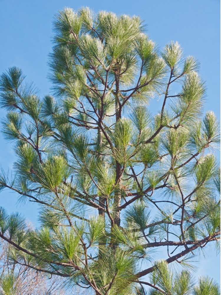 You are currently viewing Qu'est-ce qu'un pin à longues feuilles – Guide d'entretien du pin à longues feuilles