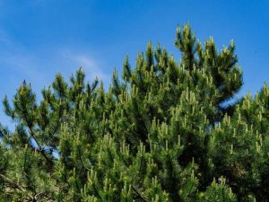 Lire la suite à propos de l’article Informations sur le pin autrichien : découvrez la culture des pins autrichiens