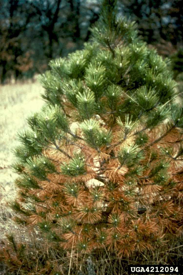 Lire la suite à propos de l’article Les branches inférieures du pin meurent : pourquoi le pin sèche-t-il de bas en haut