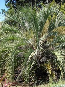 Lire la suite à propos de l’article Résistance au froid du palmier Pindo – Les palmiers Pindo peuvent-ils pousser à l'extérieur en hiver