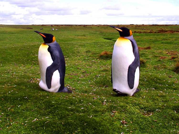 You are currently viewing Pingouins dans le jardin : comment attirer les pingouins dans le jardin