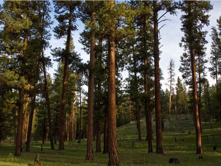 Lire la suite à propos de l’article Guide des plantes de pin ponderosa : découvrez les pins ponderosa et leurs soins