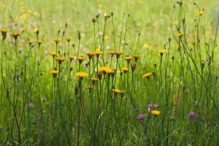 Lire la suite à propos de l’article Informations sur les faux pissenlits : l'oreille de chat est-elle une mauvaise herbe ou convient-elle aux jardins