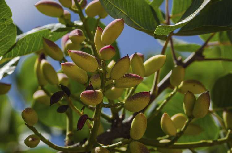 You are currently viewing Récolte des pistachiers : quand et comment récolter les pistaches