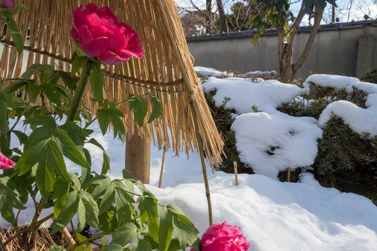 You are currently viewing Les pivoines sont-elles résistantes au froid : cultiver des pivoines en hiver