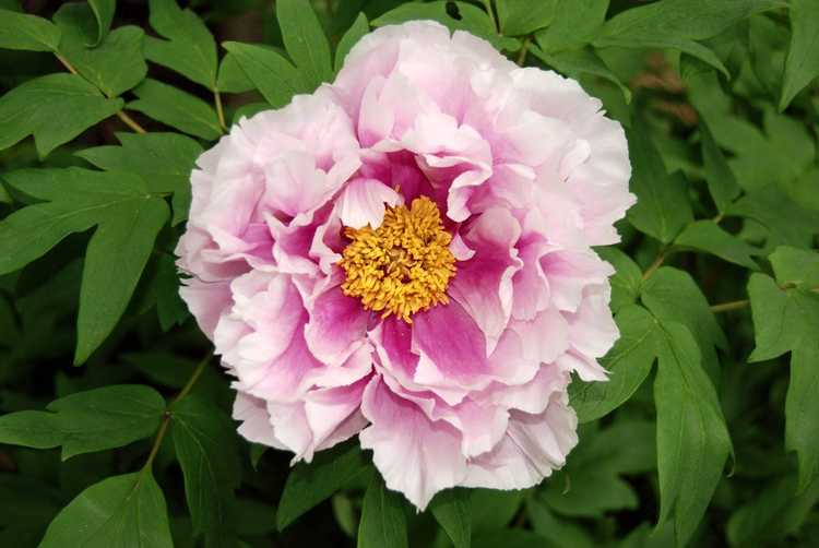 You are currently viewing Que sont les pivoines arbustives : comment faire pousser une pivoine arbustive