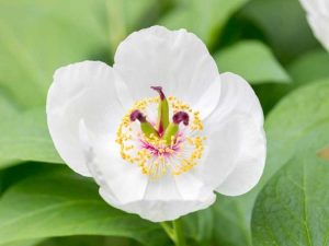 Lire la suite à propos de l’article Plantes de pivoines des bois qui poussent à l'ombre