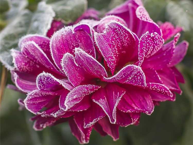 Une pivoine rose couverte de givre