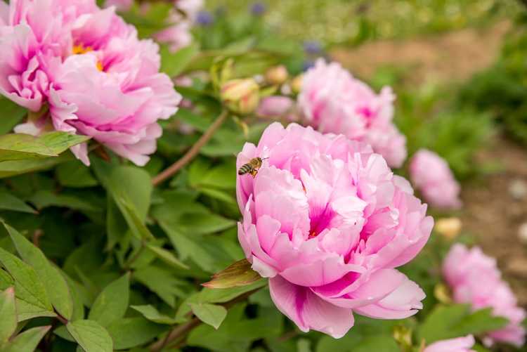 You are currently viewing Types de pivoines roses: cultiver des plantes de pivoines roses dans les jardins